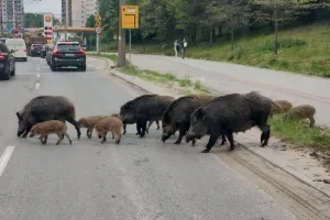 Widzisz dzika? Zgłoś to w aplikacji Zwierz