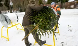 Tydzień choinkobrania. Gdzie samemu ściąć choinkę?
