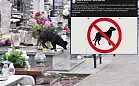 Spór o psy na cmentarzu. Parafia przeciw, wierni nie do końca