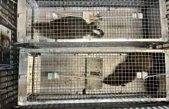 Miejskie szczury pod lupą naukowców. W centrum Gdańska trwa odłów do projektu badawczego