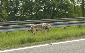 Samochód uderzył w wilka na obwodnicy