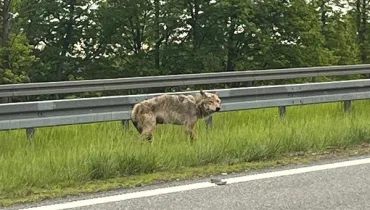 Samochód uderzył w wilka na obwodnicy