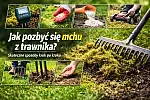 Jak pozbyć się mchu z trawnika i odzyskać gęstą, zieloną murawę? Sprawdzone sposoby