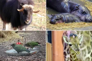 Dużo nowości w Gdańskim Ogrodzie Zoologicznym