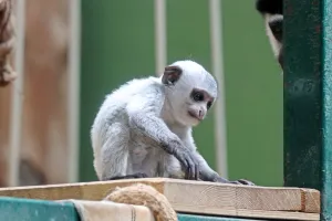 Wiosenny "bałwanek" w zoo. Urodził się samiec gerezy abisyńskiej