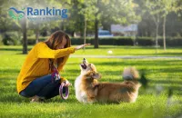 Ranking 2026: szkolenie psów w Trójmieście