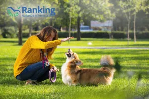 Ranking 2026: szkolenie psów w Trójmieście