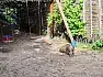 Nie liczą szkód spowodowanych przez dziki, ale czasem śledzą je dronem