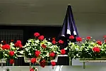 Czym podlewać pelargonie, żeby ładnie kwitła?