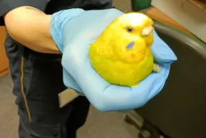 Papuga po przejściach szuka nowego domu
