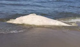 Na plaży w Mikoszewie znaleziono martwego wieloryba