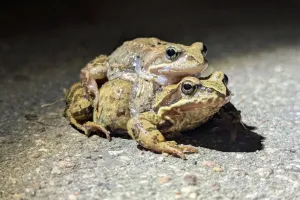 Ulica będzie dłużej zamknięta, bo żaby nadal wędrują
