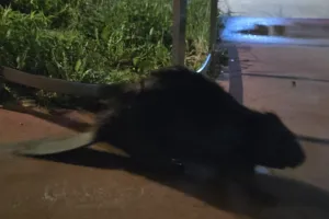 Nocna wędrówka bobra z lisem po Gdyni