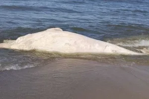 Martwy wieloryb usunięty z plaży. "Sprzyjające okienko pogodowe"