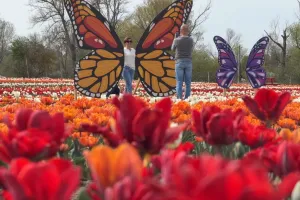 Ostatni moment, by odwiedzić pole tulipanów