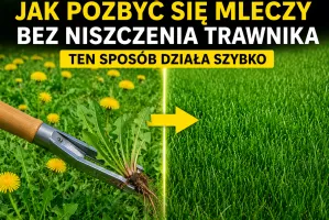 Jak pozbyć się mleczy bez niszczenia trawnika. Ten sposób działa szybko