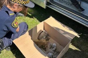 Nietypowa interwencja na S6: Łabędzia rodzina zatrzymana przed wejściem na obwodnicę