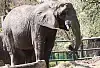 Nie żyje najstarsza słonica gdańskiego zoo
