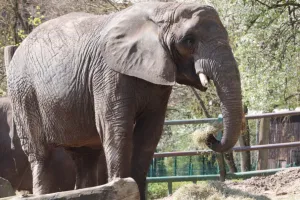 Nie żyje najstarsza słonica gdańskiego zoo. Miała aż 56 lat
