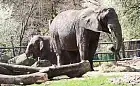 Co dzieje się z ciałem słonia po śmierci? Zoo wyjaśnia po odejściu Katki