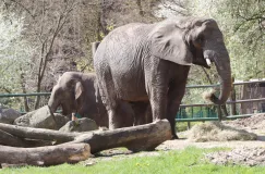 Co dzieje się z ciałem słonia po śmierci? Zoo wyjaśnia po odejściu Katki