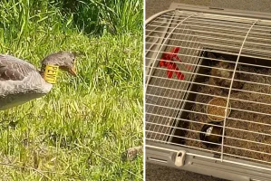 Gęś z kodem na szyi i egzotyczny gość