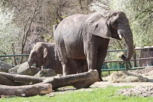 Co dzieje się z ciałem słonia po śmierci? Zoo wyjaśnia po odejściu Katki