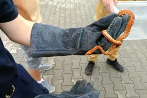 Miała węża w mieszkaniu. Nie wiedziała skąd się tam wziął