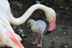 Ptasi baby boom w gdańskim zoo: Flamingi i podgorzałki witają młode
