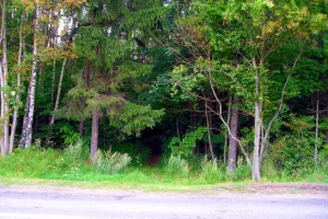 Wojenna tajemnica lasu na Chwarznie