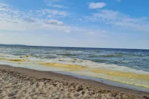 Nieprzyjemne zapachy na plażach. Czy glony powinny być usuwane częściej?