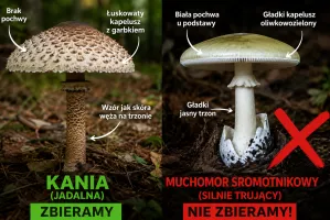 Kania czy muchomor sromotnikowy? Najważniejsze różnice, które mogą uratować życie
