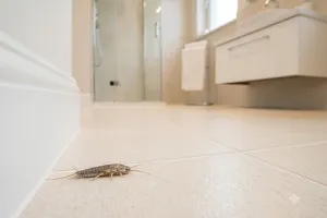 Rybiki cukrowe w domu? Tak skutecznie pozbędziesz się nieproszonych gości