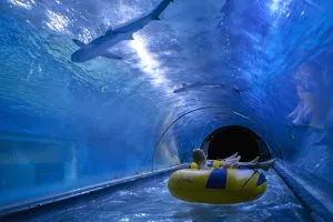Zdechły rekiny po awarii w Aquaparku Reda