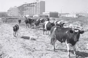 Wakacyjne absurdy Wybrzeża w 1951 roku