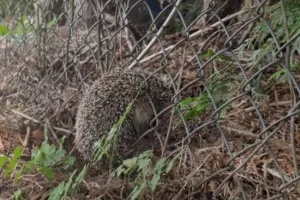 Piski z ogrodzenia ogrodu. Utknął tam jeż
