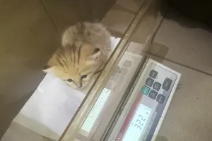 Podwójna radość w gdańskim zoo. Urodziły się koty pustynne