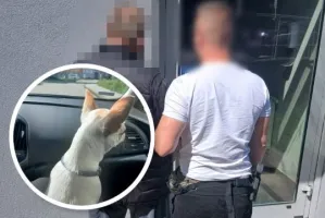 Remontował dach i ukradł chihuahua. Pies wrócił do właścicielki