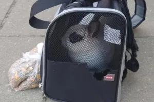 Porzucił królika w transporterze. Wystraszony zwierzak wygryzł dziurę