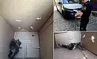Niezwykły gość na poczcie w Gdańsku