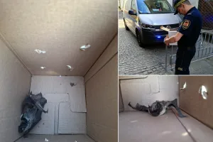 Niezwykły gość na poczcie w Gdańsku