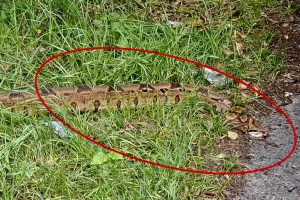 Nietypowe zgłoszenie od kierowców. Dwumetrowy wąż syczał na przejeżdżające auta
