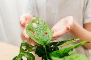 Monstera płacze? Wyjaśniamy, skąd biorą się krople na liściach