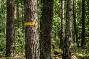 Kolorowe znaki i litery na drzewach. Co oznaczają?