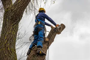 Ile kosztuje wycinka jednego dużego drzewa? Tyle zapłacisz w 2026 r.