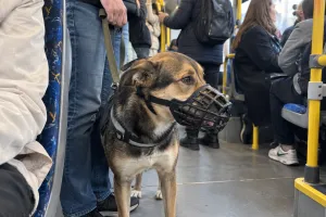 Pies w autobusie i tramwaju - jak przygotować zwierzę do podróży?