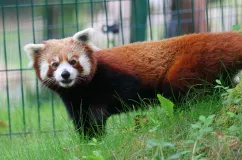 Nowy (rudy) mieszkaniec w gdańskim zoo. Benek zamieszkał obok Jadzi