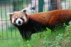 Nowy (rudy) mieszkaniec w gdańskim zoo. Benek zamieszkał obok Jadzi