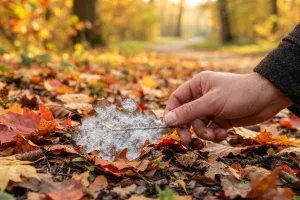 Biały nalot na liściach jesienią. Zagrożenie podczas spaceru
