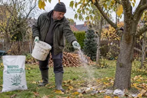 Chcesz wysypać wapno pod drzewka? Sprawdź, czy nie popełniasz błędu